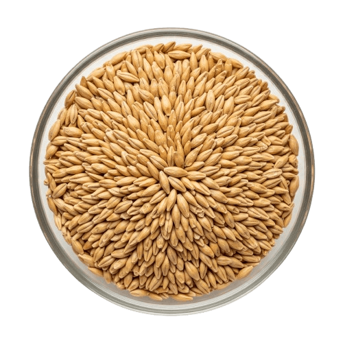 Barley (Jau)