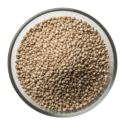 Pearl Millet (Bajra)